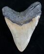 Megalodon Tooth - North Carolina #9519-2